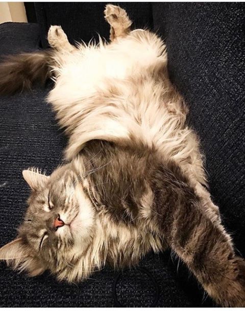 Photo of Waffles
