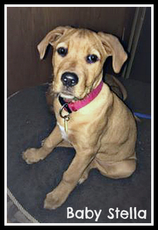 . Baby Stella .