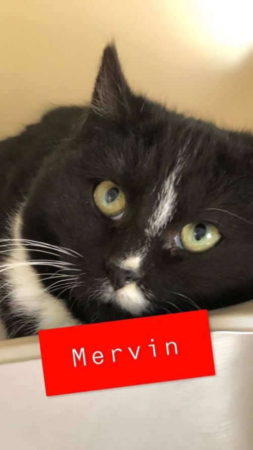 . Mervin - kitten! .