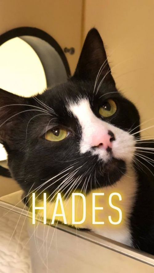 . Hades .