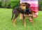 . DOO DAISY DOO Looking for YOU! (confident, alert, curious: $200 to adopt) .