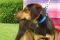 . DOO DAISY DOO Looking for YOU! (confident, alert, curious: $200 to adopt) .