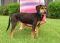 . DOO DAISY DOO Looking for YOU! (confident, alert, curious: $200 to adopt) .