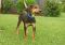. DOO DAISY DOO Looking for YOU! (confident, alert, curious: $200 to adopt) .