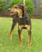 . DOO DAISY DOO Looking for YOU! (confident, alert, curious: $200 to adopt) .