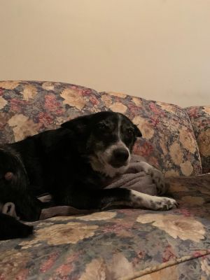 . Lucky and Mac .
