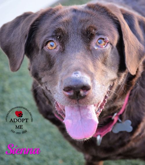 . Sienna .