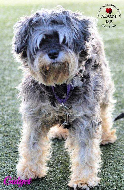 . Gidget .
