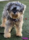 . Gidget .