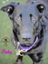 . Ruby .