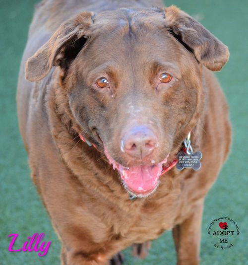 . Lilly .