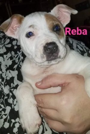 . Reba .