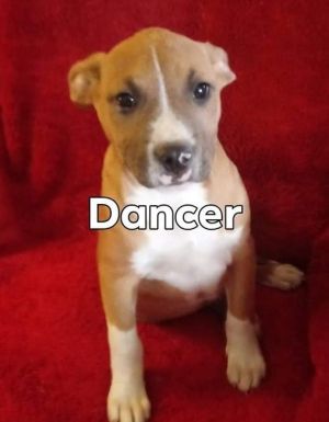 . Dancer .