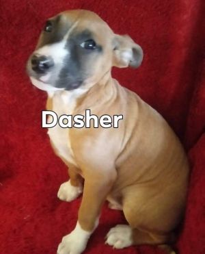 . Dasher .