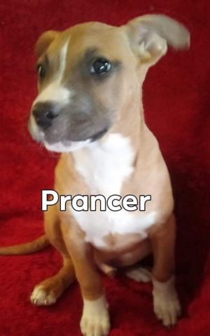 . Prancer .