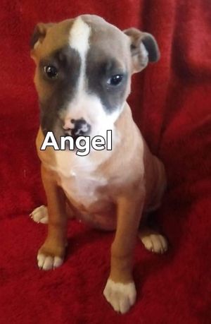 . Angel .