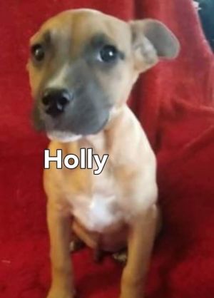 . Holly .