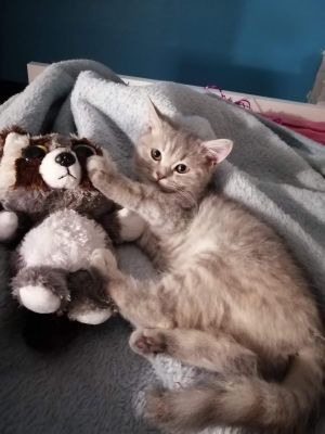 . Nono Kuwaiti BSH/Purrsian .