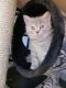 . Nono Kuwaiti BSH/Purrsian .