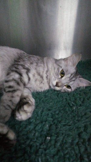 . Maisie Kuwaiti DMH .