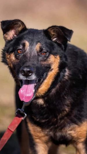 . Duke Russian Sheppie .