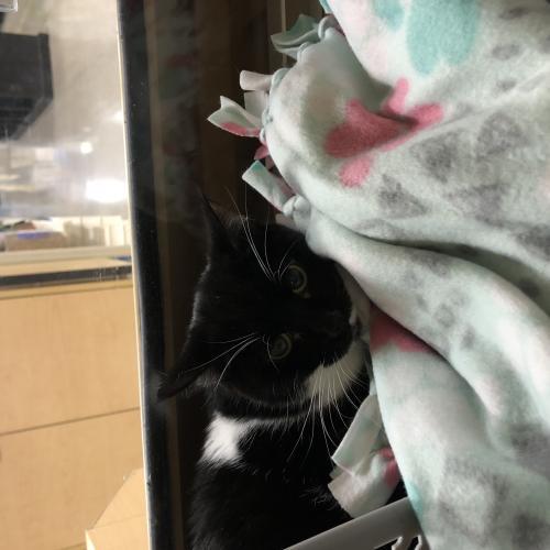 Adoptable Cats – Hearts Alive Village Las Vegas