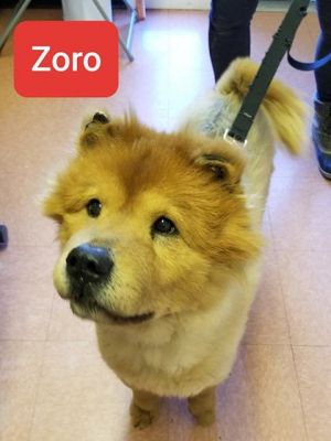 . Zoro .