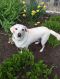 . *Adopting Pending* Jonah .