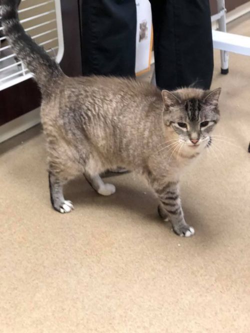 . Lola - 15 year old Senior! .