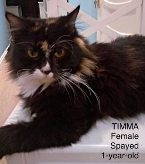 . Timma Kuwaiti Calico MC .