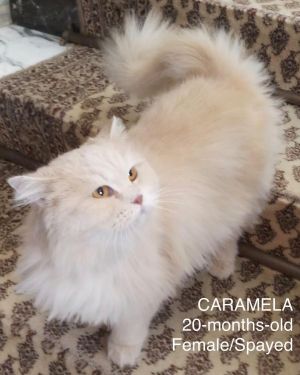 . Caramela Kuwaiti Purrsian .