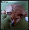 . Spirou ( For experienced person only) .