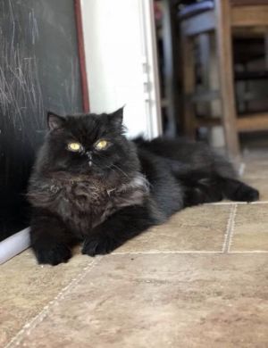 . Phoebe (bonded with Poshy) .