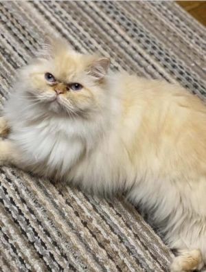 . Poshy (bonded with Phoebe) .