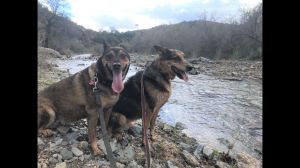 . BAILEY & JAX (COURTESY POST) .