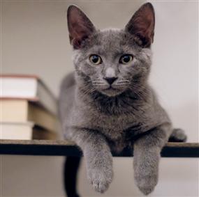 . Harper RB kitty .