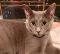 . Harper RB kitty .