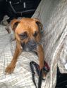 . Tyson .