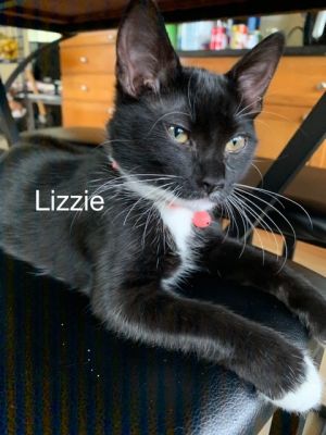 . Lizzie .