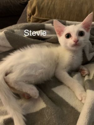 . Stevie .
