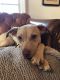 . **GUEST DOG** Dela- Jelly Bean .