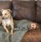 . **GUEST DOG** Dela- Jelly Bean .