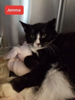 . Jemma-Eligible for Foster .