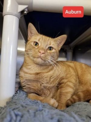 . Auburn-eligible for Foster .
