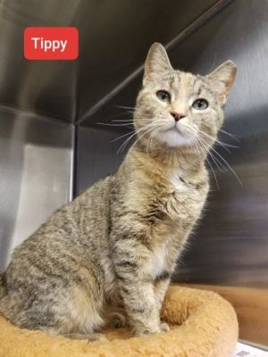 . Tippy .