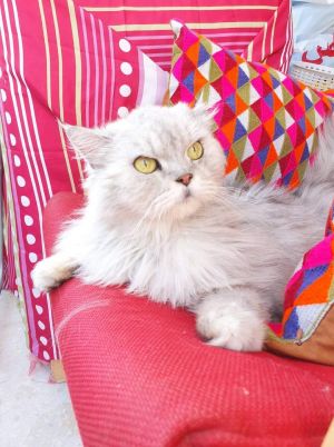 . LollyPop Silver Kuwaiti Purrsian .