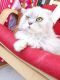 . LollyPop Silver Kuwaiti Purrsian .