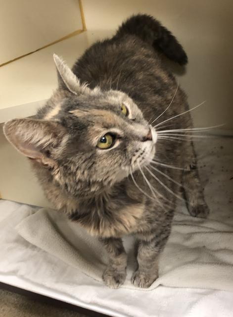 . Spring - front declaw senior .
