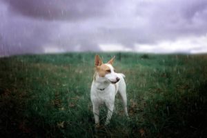 . Pepper .
