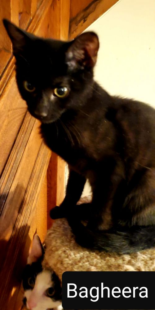 . Bagheera .